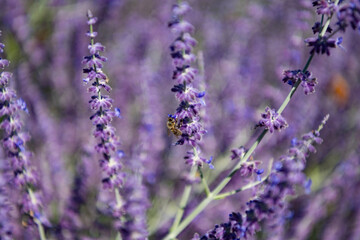 Composition of nature. Summer blooming flower. Blooming flower field. Field of lavender. Lavender flower in summer. France Provence field. Purple lavender bloom in nature. Aromatherapy concept
