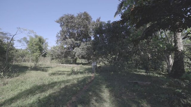wide view of farm animals in the countryside, beautiful sunny day, hd video, canon eos r c-log 8bits