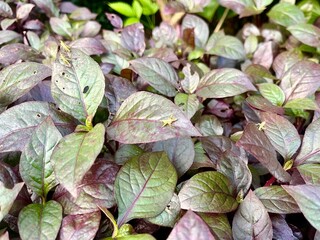 Alternanthera brasiliana leaves. Reddish purple and green leaves, some leaves look like they have holes eaten by grasshoppers