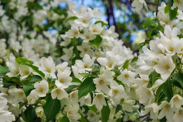 Closeup shot of blooming apple tree white flowers