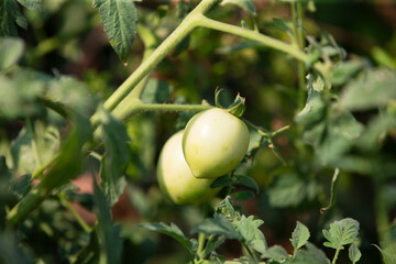 Green tomatoes growing in the garden. 