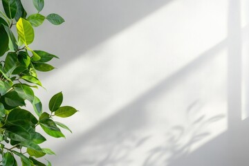 close-up of indoor plant in minimalist white room leaves casting soft shadows on plain wall