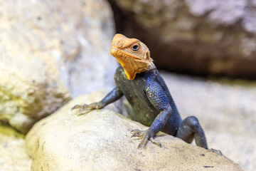 Peter's rock agama - Agama picticauda, on a rock