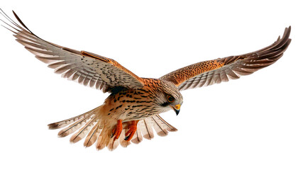 Fototapeta premium Kestrel, bird of prey, raptor isolated on transparent white background. 