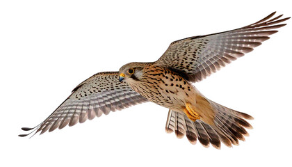 Fototapeta premium Kestrel, bird of prey, raptor isolated on transparent white background. 