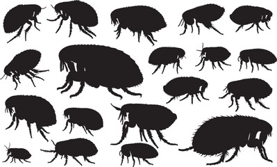 Flea Silhouette on White Background