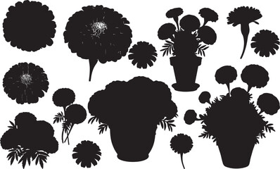 Marigold Silhouette on White Background