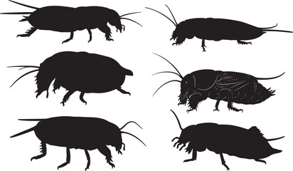 Mole Cricket Silhouette on White Background