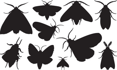 Pantry Moth Silhouette © Rizwan Ahmad