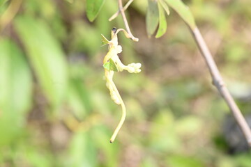Cuscuta or Dodder flower. It is a genus of over species of yellow, orange or red parasitic plants....