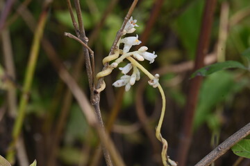 Cuscuta or Dodder flower. It is a genus of over species of yellow, orange or red parasitic plants. Its identified by its thin stems appearing leafless, with the leaves reduced to minute scales.Amarbel