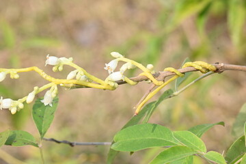 Cuscuta or Dodder flower. It is a genus of over species of yellow, orange or red parasitic plants. Its identified by its thin stems appearing leafless, with the leaves reduced to minute scales.Amarbel