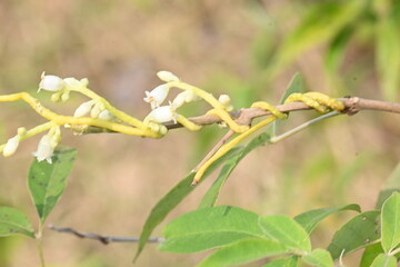 Cuscuta or Dodder flower. It is a genus of over species of yellow, orange or red parasitic plants....