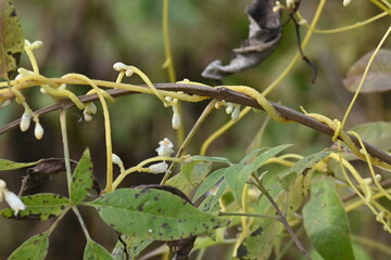 Cuscuta or Dodder flower. It is a genus of over species of yellow, orange or red parasitic plants....