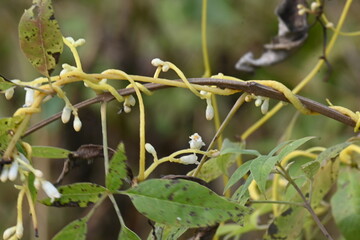 Cuscuta or Dodder flower. It is a genus of over species of yellow, orange or red parasitic plants. Its identified by its thin stems appearing leafless, with the&nbsp;leaves&nbsp;reduced to minute scales.Amarbel