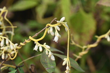 Cuscuta or Dodder flower. It is a genus of over species of yellow, orange or red parasitic plants. Its identified by its thin stems appearing leafless, with the leaves reduced to minute scales.Amarbel