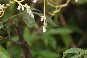 Cuscuta or Dodder flower. It is a genus of over species of yellow, orange or red parasitic plants. Its identified by its thin stems appearing leafless, with the&nbsp;leaves&nbsp;reduced to minute scales.Amarbel
