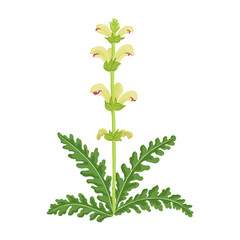 moor-king lousewort flower, Pedicularis sceptrum-carolinum, vector drawing wild plants at white background, floral elements, hand drawn botanical illustration