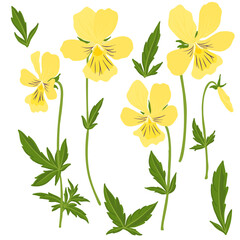 mountain pansy flowers, Viola lutea , vector drawing wild plants at white background, floral elements, hand drawn botanical illustration