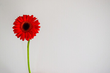 Radiant red flower with a dark center and white negative space