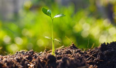 green sprout in the ground