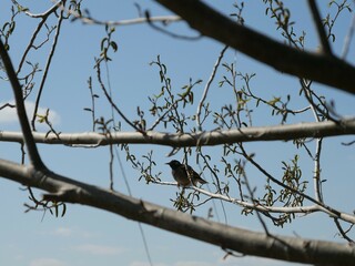 野鳥が木の枝にとまっている