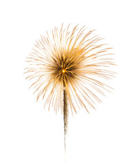 Fototapeta premium Golden Fireworks Burst