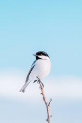 close-up image of bird perched elegantly on slender branch highlighting intricate feather details with vibrant blue