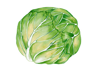 水彩で描いた春野菜の春キャベツ料理食材の水彩ベクターイラスト素材