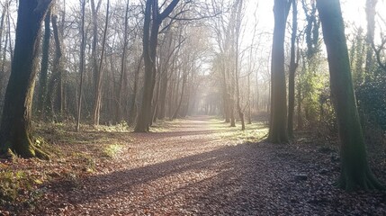 Obraz premium Sunlit Path Through the Bare Trees of Winter Forest Landscape