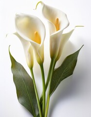 Obraz premium Calla Lily