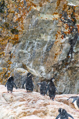 A group of Shinstrap Penguin - Pygoscelis antarcticus- standing on a rock at Cierva Cove, on the Antarctic peninsula
