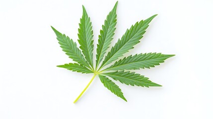 Lush Green Cannabis Leaf Isolated on White Background