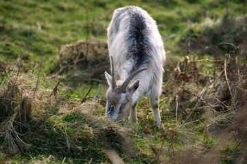 Photo of a goat in Glendalough valley in the Wicklow mountains