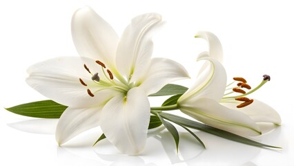 Obraz premium Elegant White Lily with Open Petals, Isolated on a White Background, representing purity, peace, and elegance, Professional Flower Photography