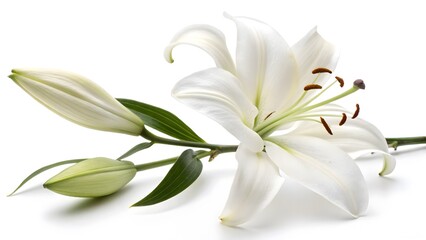 Obraz premium Elegant White Lily with Open Petals, Isolated on a White Background, representing purity, peace, and elegance, Professional Flower Photography
