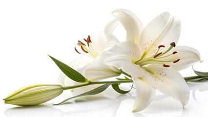 Obraz premium Elegant White Lily with Open Petals, Isolated on a White Background, representing purity, peace, and elegance, Professional Flower Photography