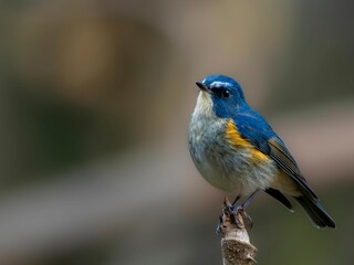 森の木陰で周りを見渡しているルリビタキの雄