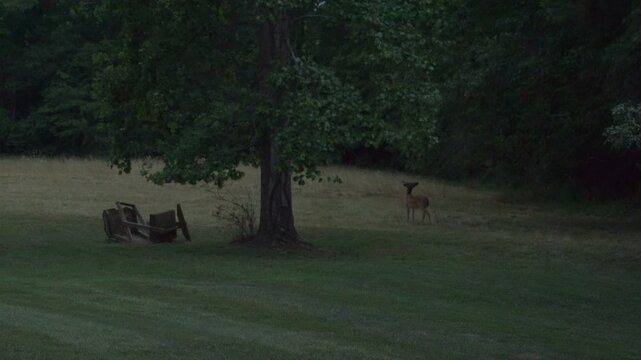 At dusk, whitetail buck, with new antler growth, walks into frame while fireflies sparkle around him
