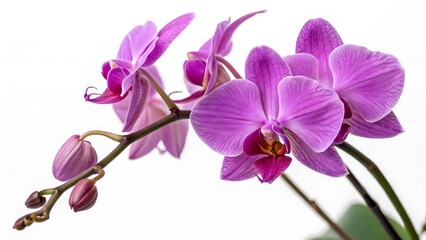 Obraz premium Vibrant Purple Orchid with Delicate Petals, Isolated on a White Background, representing beauty, elegance, and exotic charm, Professional Botanical Photography