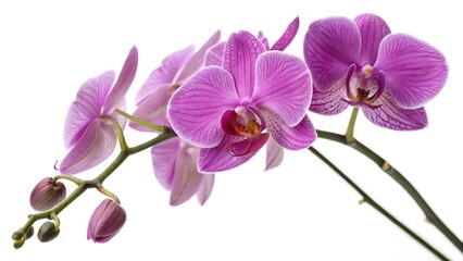 Obraz premium Vibrant Purple Orchid with Delicate Petals, Isolated on a White Background, representing beauty, elegance, and exotic charm, Professional Botanical Photography