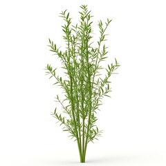 Fototapeta premium asparagus 3D render