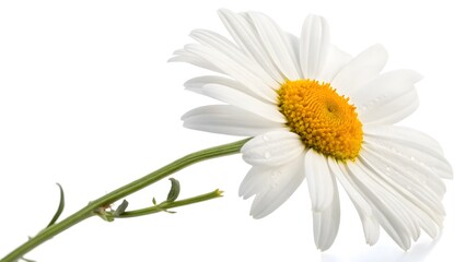 Obraz premium White Daisy with a Yellow Center, Isolated on a White Background, symbolizing innocence and freshness, High-Resolution Nature Stock Image
