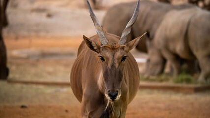 antelope in the wild © John