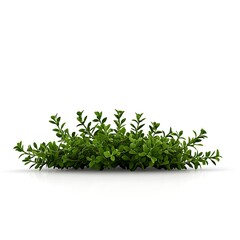 Fototapeta premium thyme 3D render