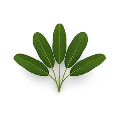 Naklejka premium sage leaves 3D render