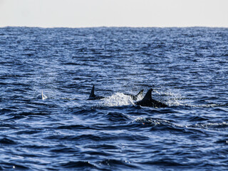 Fototapeta premium Feeding Dolphins Throw Spray About