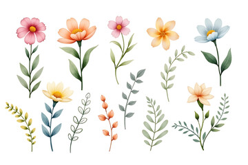 Watercolor flower element set isolated
