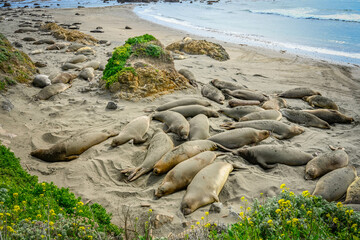California Elephant Seals Spring of 2025