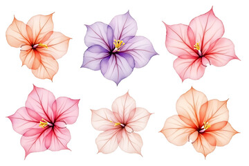 Exquisite Floral Arrangement: Showcasing the delicate beauty of six translucent flowers with vibrant colors and intricate details, this image is a celebration of natural artistry.